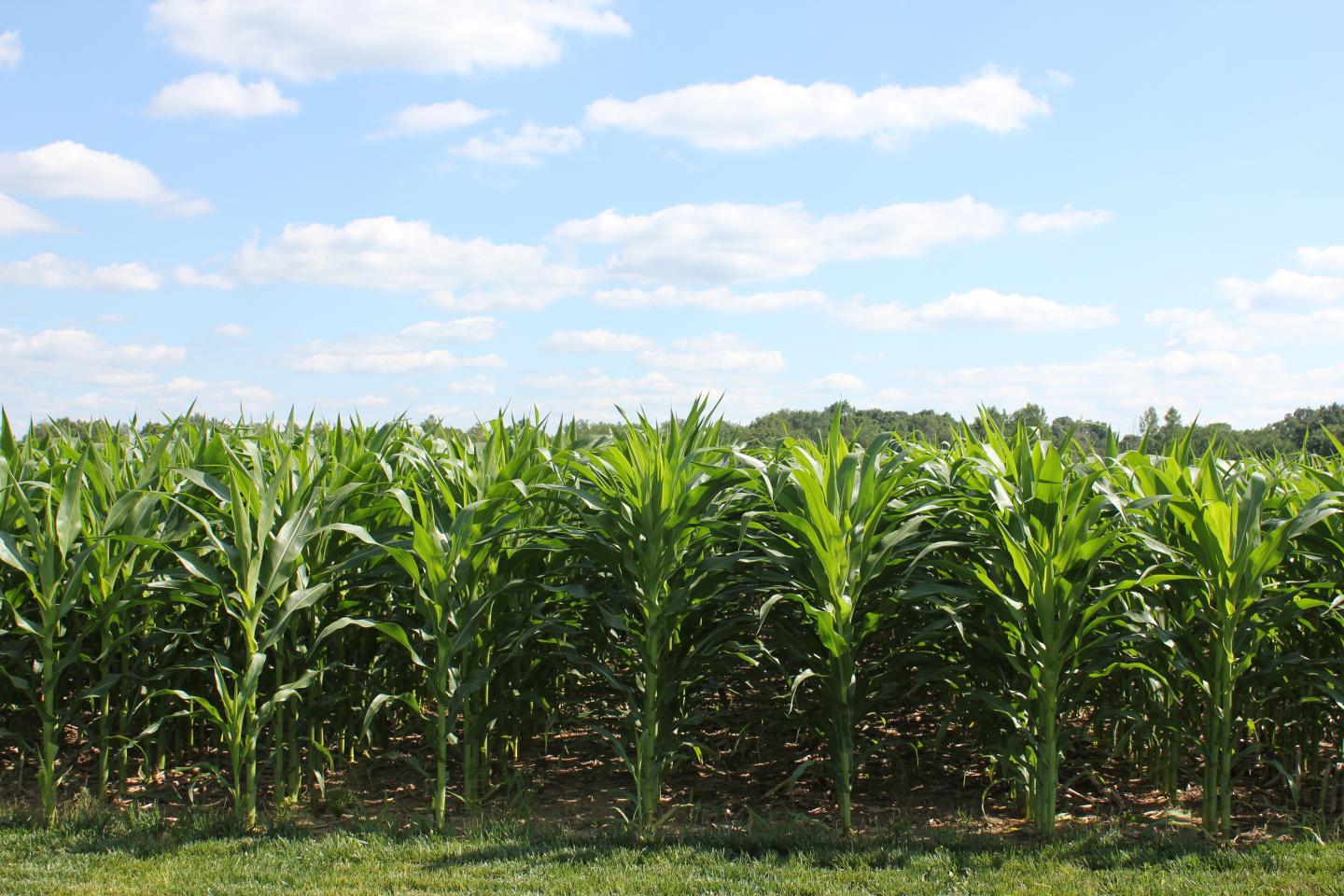 Corn field