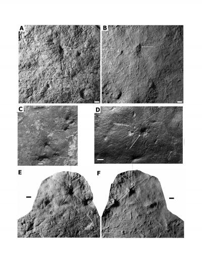 Best Coronacollina Specimens