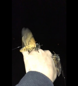 Tracking hawkmoths