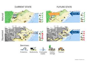 Consequences of coastal squeeze in current and future conditions