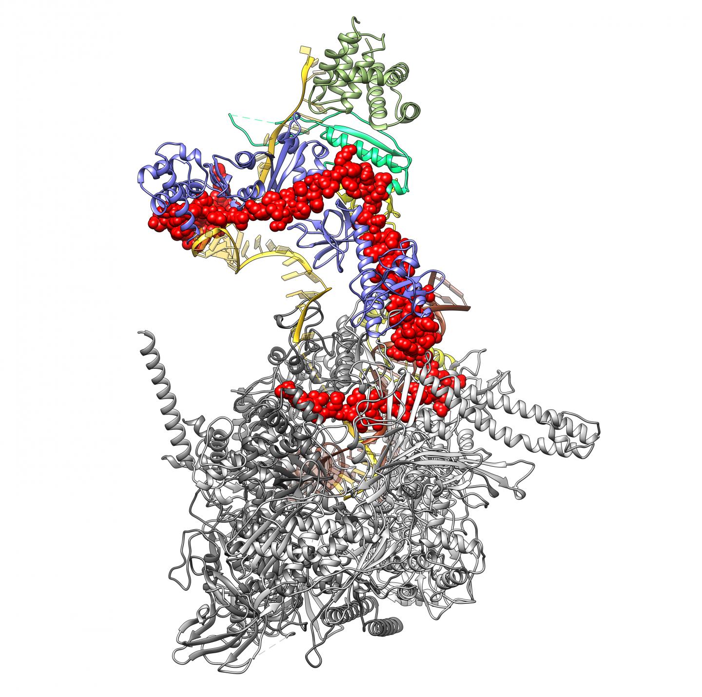 3D Structure of the Protein Complex
