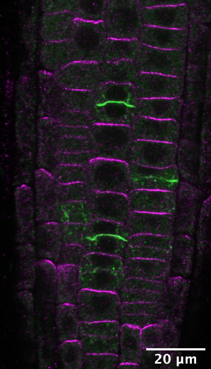 PIN2 is Only Found in the Upper End of Each Cell and Marks Polarity (Magenta)