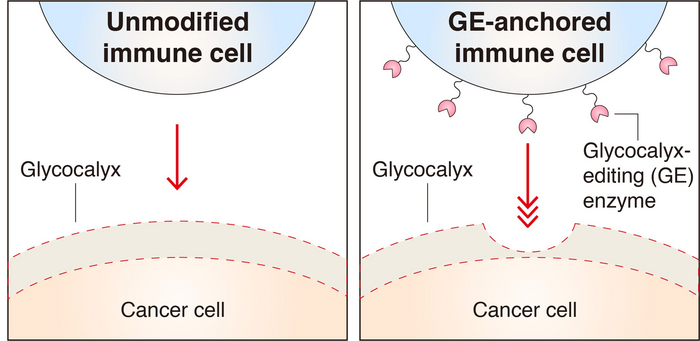 Engineered immune cells