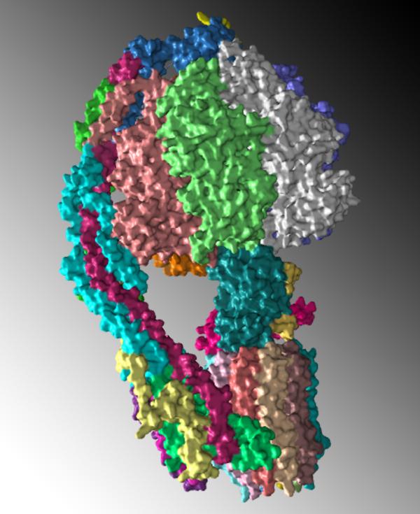 High Resolution Structure of the Complete Monomeric Form of the Mitochondrial ATP Synthase