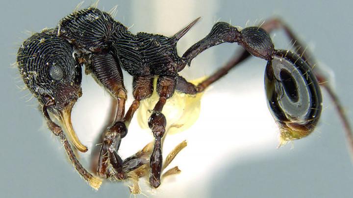 <em>Lenomyrmex hoelldobleri</em>