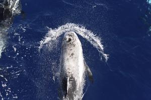 Risso's dolphins