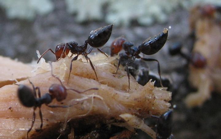 Workers of the Species <I>Crematogaster scutellaris</I> Around a Food Bait