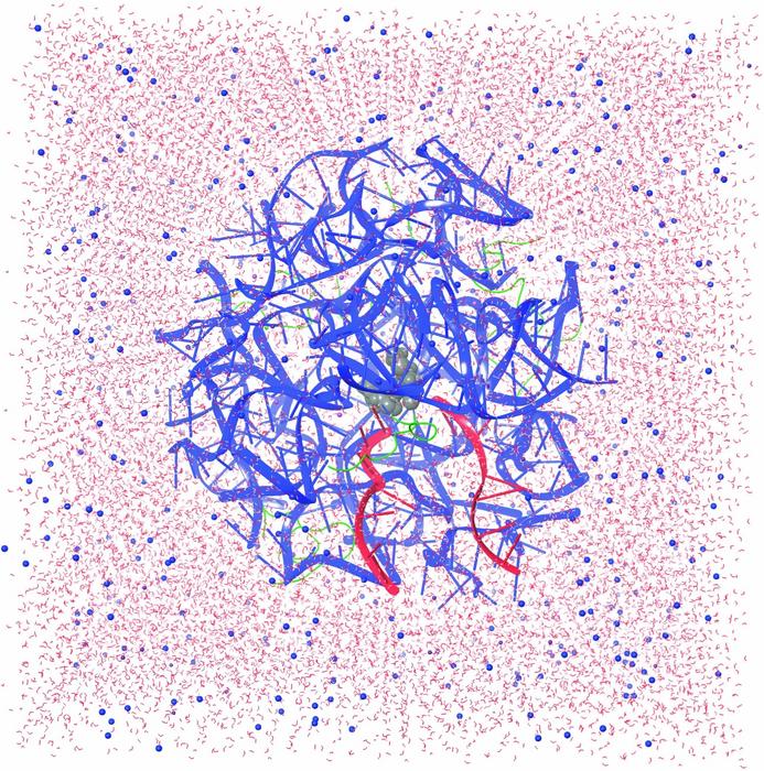 Model of ribosomal binding to tRNA