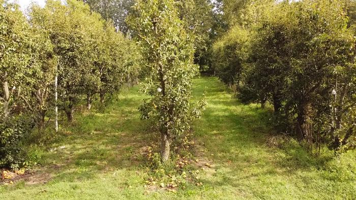 Abate Fetel pear trees