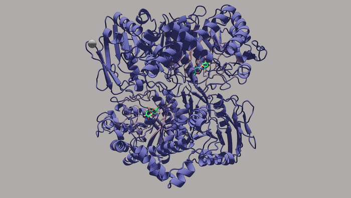 Novel Enzyme Catalyzing the Formation of Glycosidic Bonds in Complex Sugar Moieties Characterized