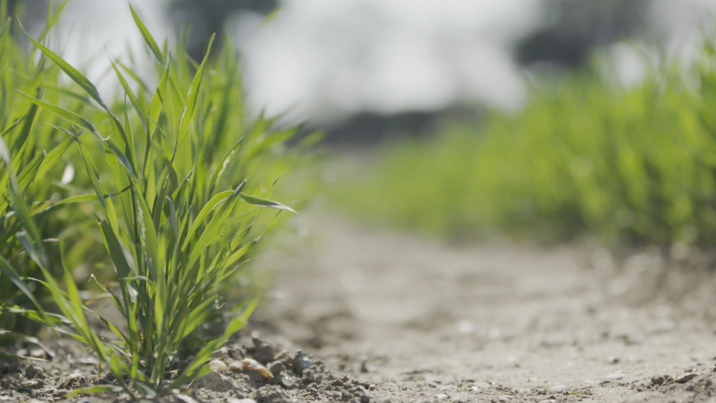 Wheat Vernalization Study