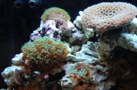 Organisms From Tropical Coral Reefs