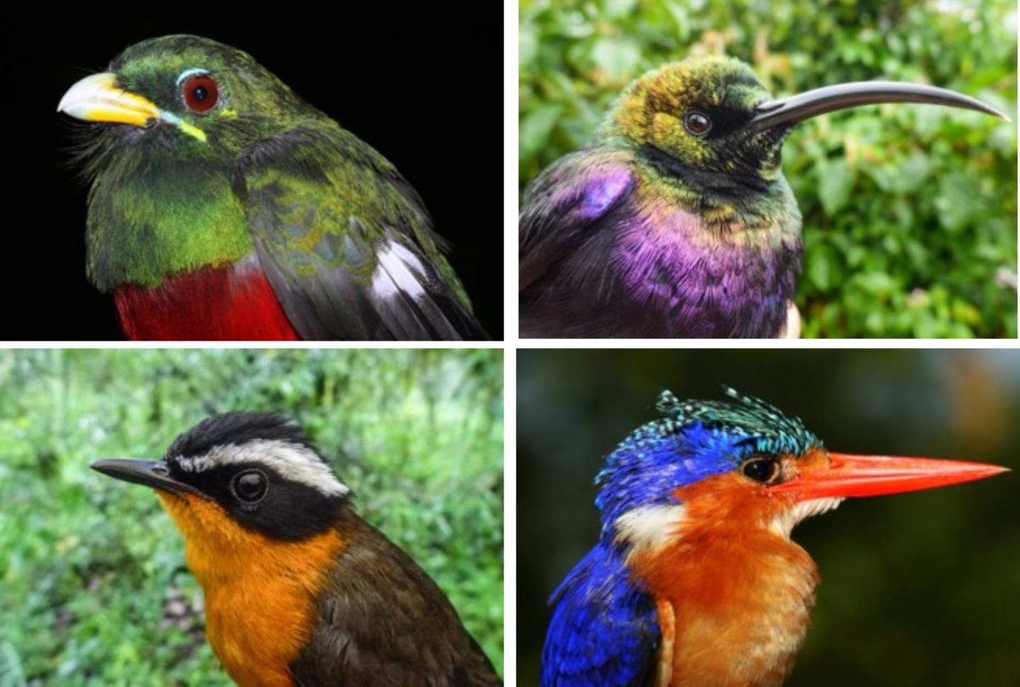 Birds of Ethiopia