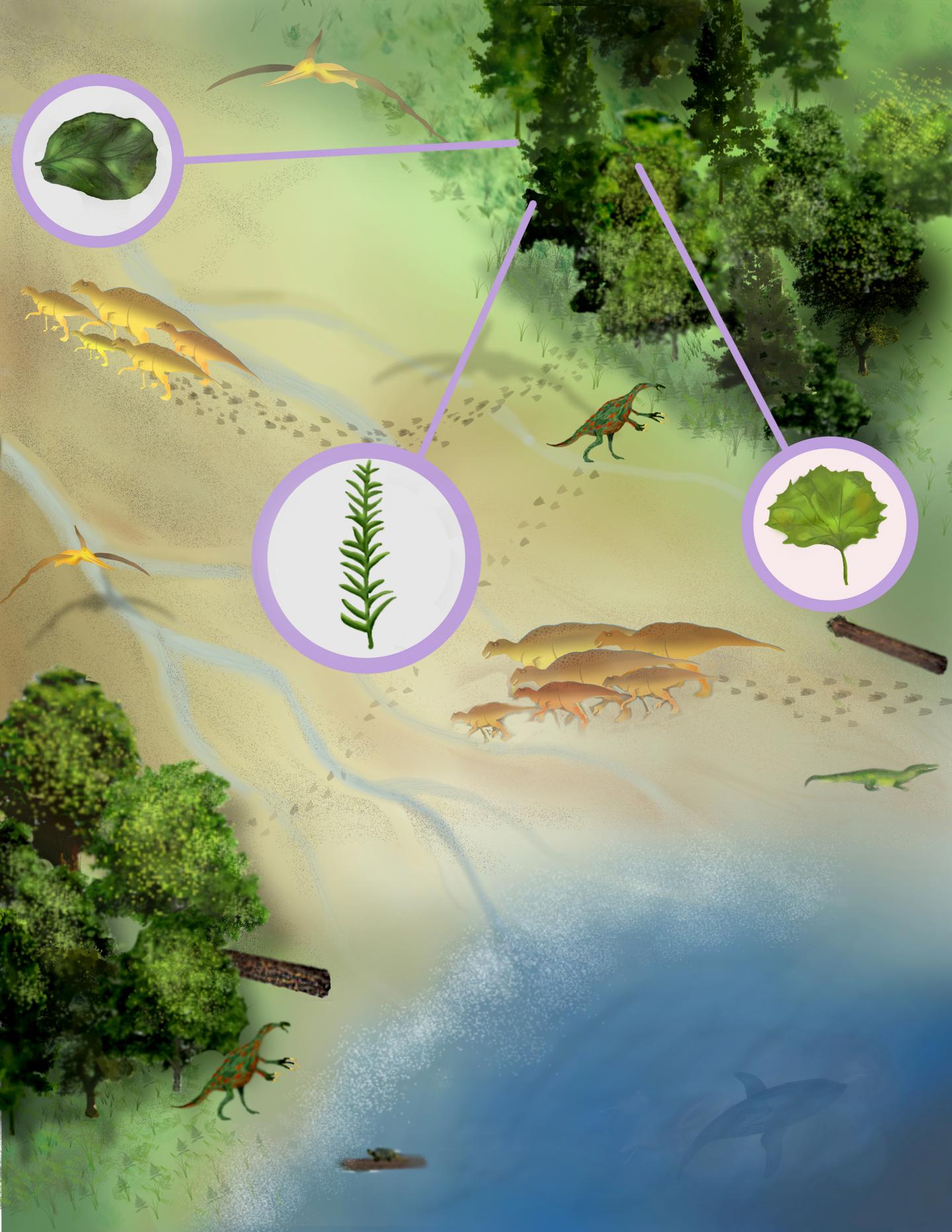 Enormous Flowering Trees Present in North America 15 Million Years Earlier Than Thought (4 of 4)