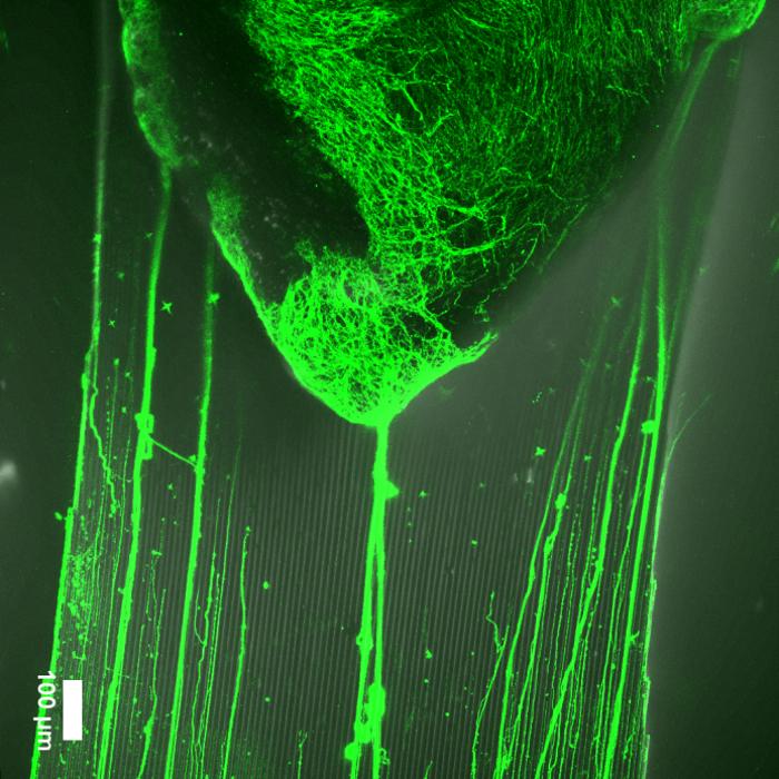 Neurites in a Fiber