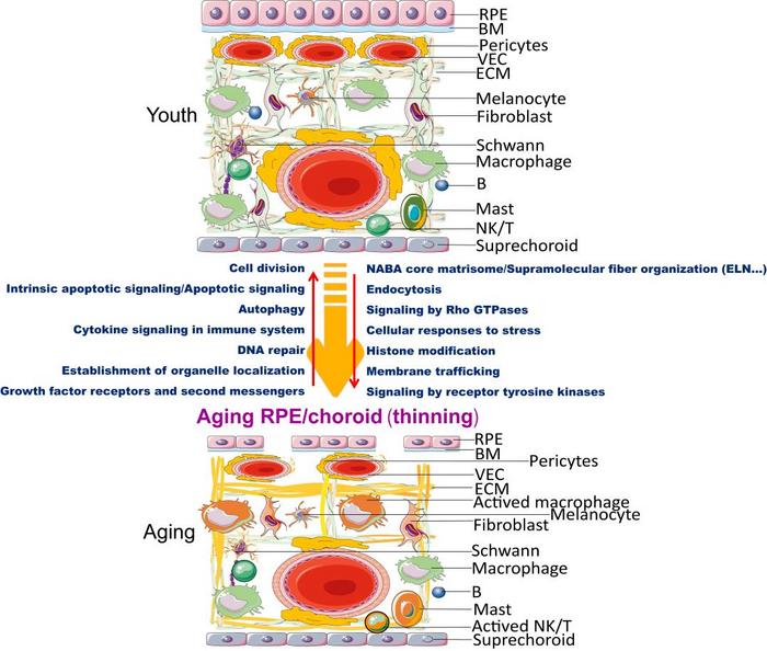 Changes in choroidal and RPE functions from young to old