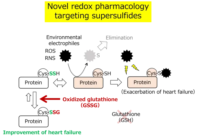 A novel concept in redox pharmacology focusing on the metabolism of supersulfides.