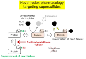 A novel concept in redox pharmacology focusing on the metabolism of supersulfides.