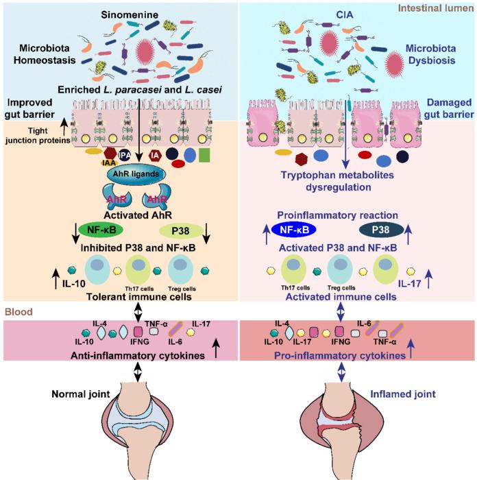 SIN ameliorates RA-associated inflammation and immune response