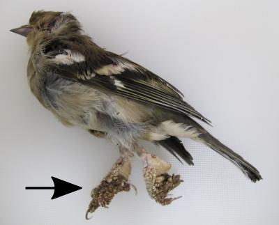 New Screening Approach Reveals Importance of MicroRNAs in Papillomavirus Life Cycle