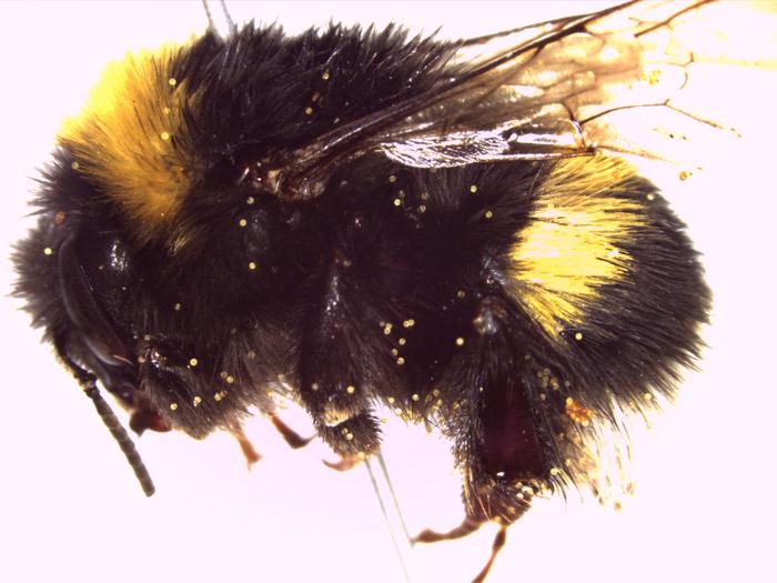 A bee specimen with pollen on it