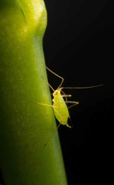 Asexual Female Pea Aphid, <i>Acyrthosiphon pisum</i>