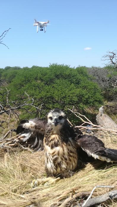 Chaco Eagle with Drone