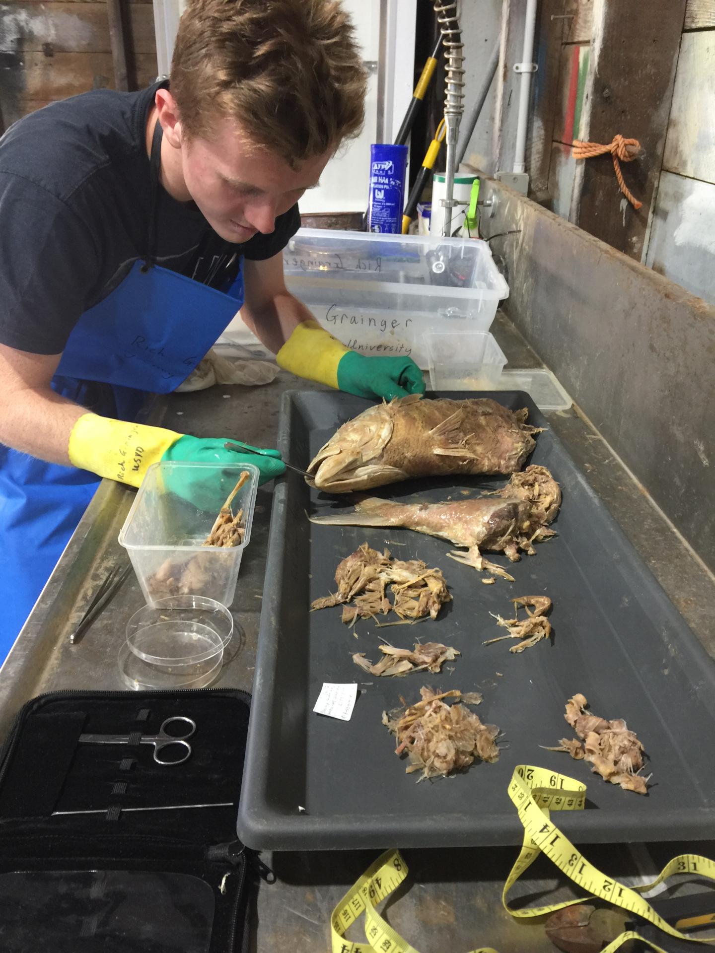 Richard Grainger Examining Contents of a Shark's Stomach