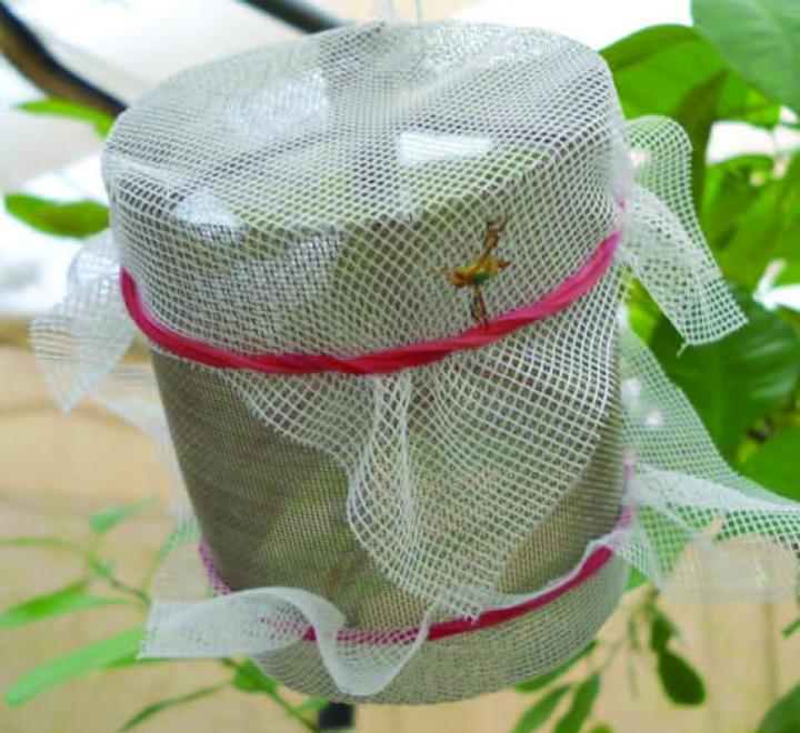 Cage The Fly: Walk-In Field Cages To Assess Mating Compatibility In Pest Fruit Flies