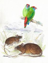 Color Illustration of New Parrot and Mouse Species