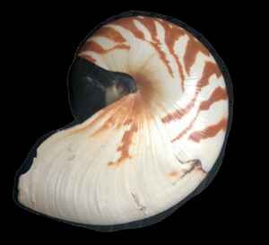 Lateral view of Nautilus vitiensis