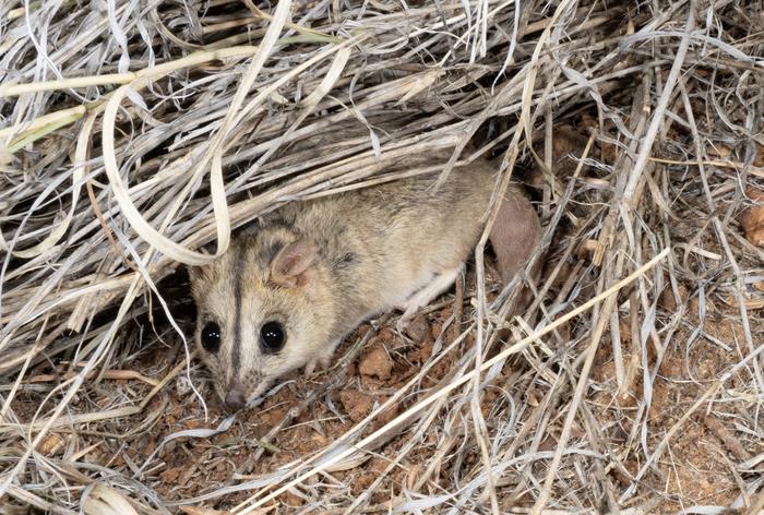 Finding dunnarts in the remote Julia Creek landscape is easier said than done.