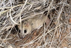 Finding dunnarts in the remote Julia Creek landscape is easier said than done.