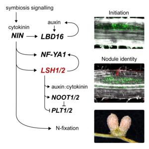 Graphical Abstract: Light-sensitive short hypocotyl genes confer symbiotic nodule identity in the legume Medicago truncatula