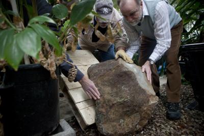 An Ancient Tree Finds a Resting Place at Binghamton University