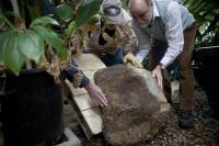 An Ancient Tree Finds a Resting Place at Binghamton University