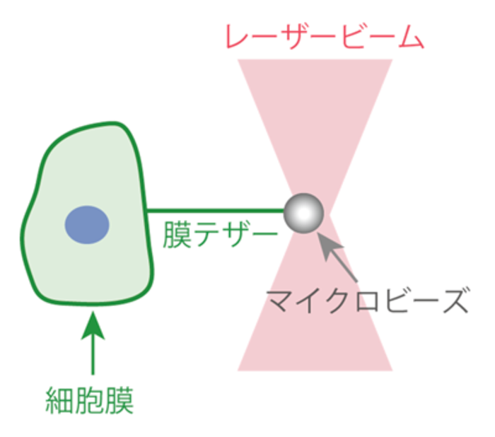 用語解説：光ピンセント