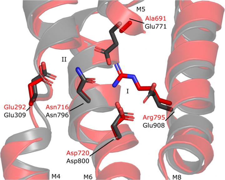 Binding Site I of SERCA is Not Conserved in LMCA1