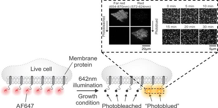 A schematic diagram of the PF555 generation process in cells