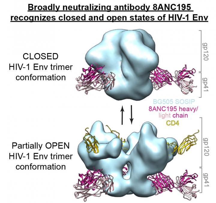 8ANC195 Partially Closes the Envelope Trimer