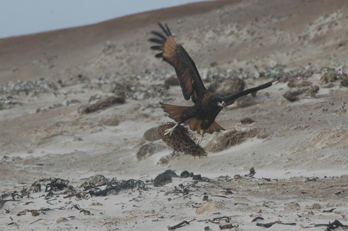 Striated Caracaras With Kelp Basket