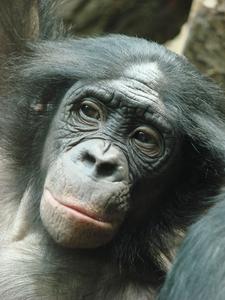 Bonobo