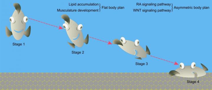 The metamorphosis process of flatfishes