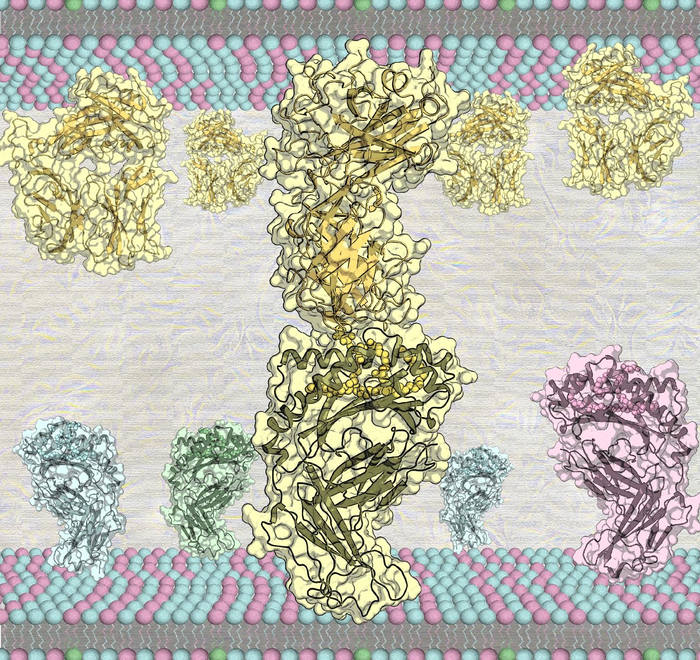 Lipid Antigen Binding