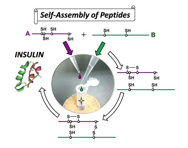 High Efficiency Synthesis of Insulin by Self-Assembly Based Organic Chemistry