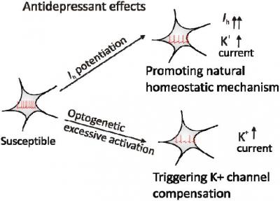 Antidepressant Effects