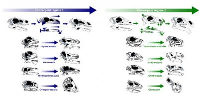Plant-Eating Dinosaur Skulls Evolved Over Time