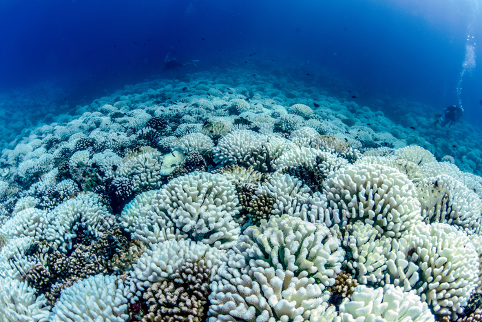 於2019年海洋熱浪期間，莫雷阿島北岸深處發生了大面積珊瑚白化事件