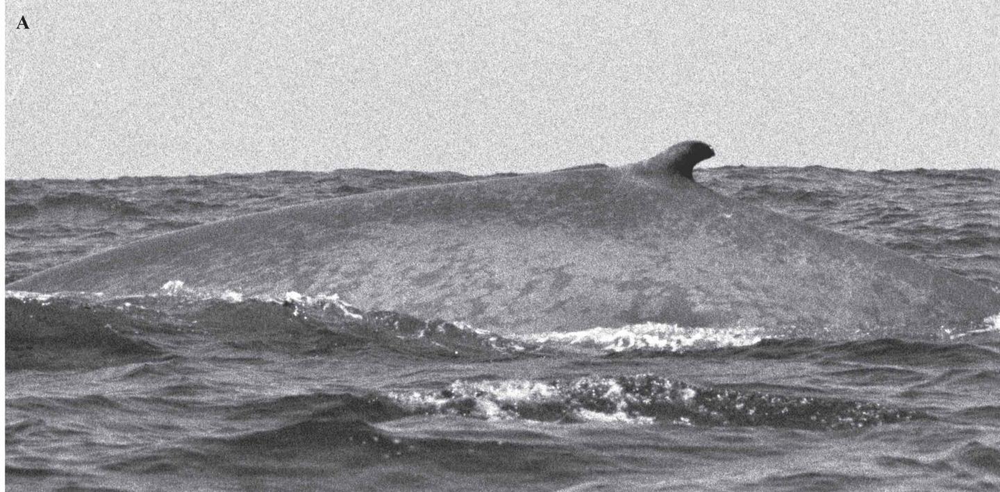 Isabela's Dorsal Fin