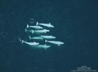Kinship and Relationships of Beluga Whales
